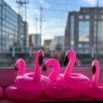 Flamingos, die Maskottchen von Money Positivity, bereiten sich auf ihren Einsatz beim Börsentag Hamburg vor